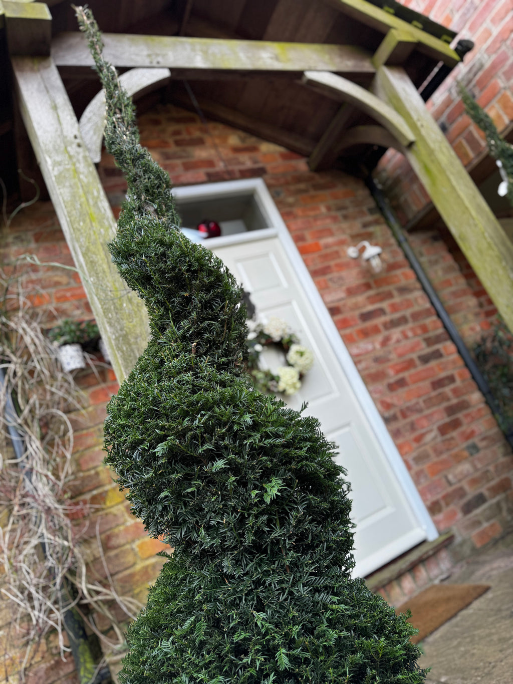 1.8m English Yew Spiral (Taxus baccata) – Classic Evergreen Topiary ID No. 2602
