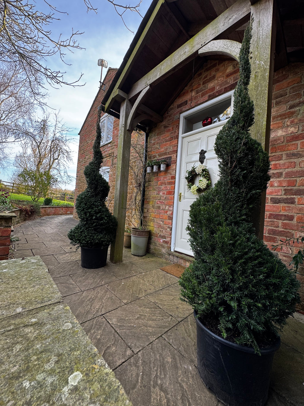 1.8m English Yew Spiral (Taxus baccata) – Classic Evergreen Topiary ID No. 2602