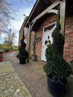 1.8m English Yew Spiral (Taxus baccata) – Classic Evergreen Topiary ID No. 2602