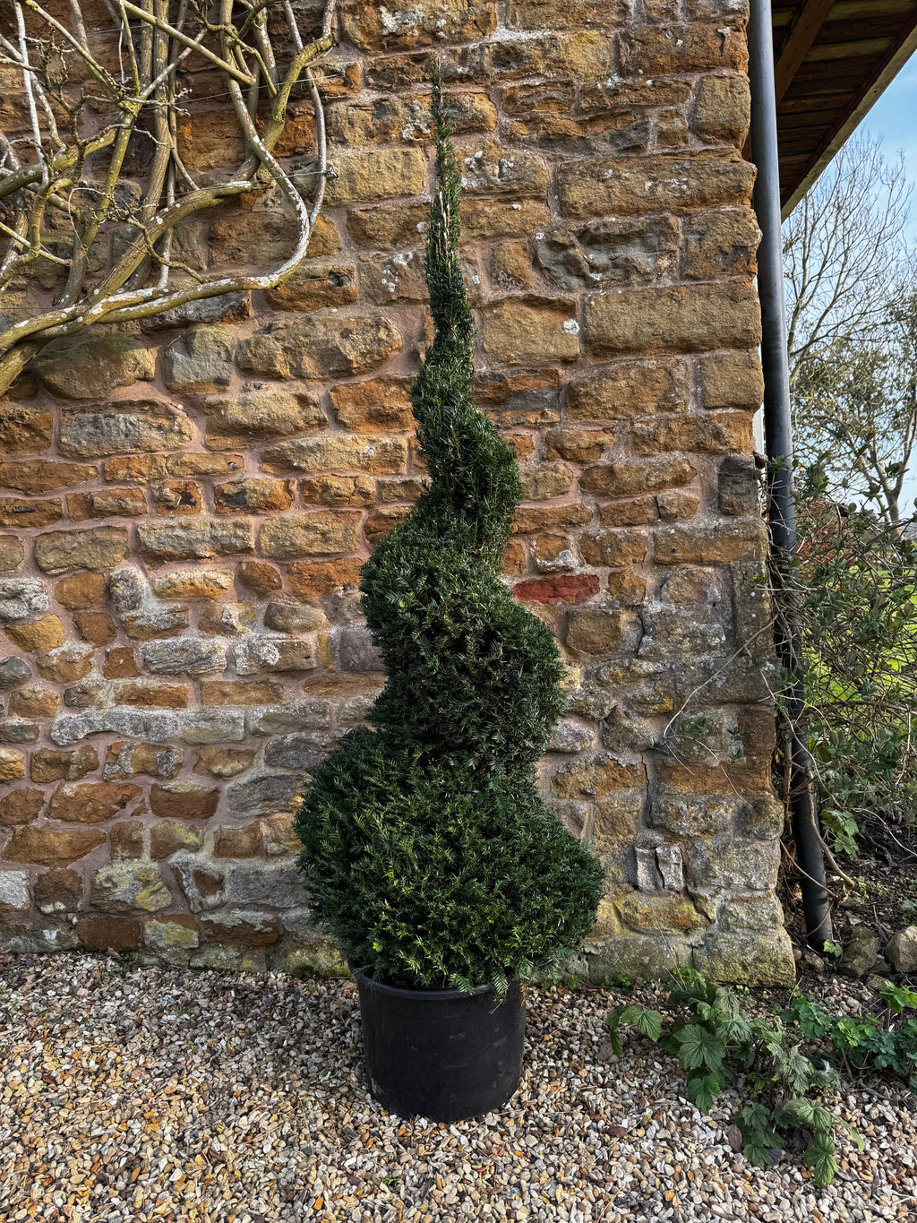 1.8m English Yew Spiral (Taxus baccata) – Classic Evergreen Topiary ID no. 2601