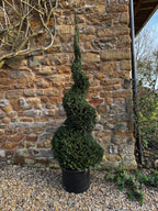 1.8m English Yew Spiral (Taxus baccata) – Classic Evergreen Topiary ID no. 2601
