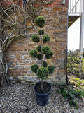 1.8m Castlewellan Gold Pom Pom Topiary – Golden Evergreen Cloud Tree I.D No 2604