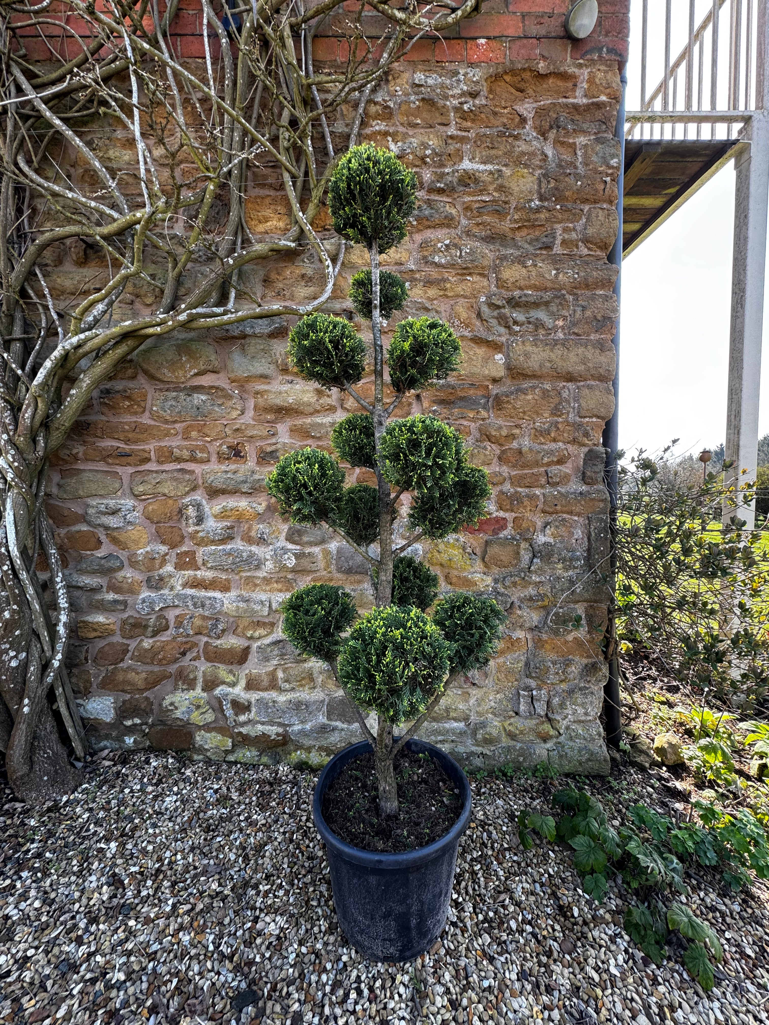 1.8m Castlewellan Gold Pom Pom Topiary – Golden Evergreen Cloud Tree I.D No 2604