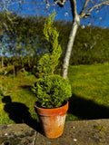 60cm Wilma Goldcrest Freeform Topiary (Potted) – Unique Evergreen Feature Tree