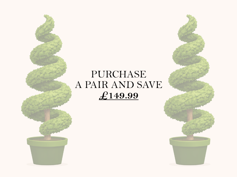 1.8m English Yew Spiral (Taxus baccata) – Classic Evergreen Topiary ID No. 2602