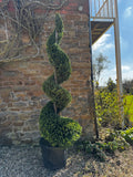Twisted topiary plant in a pot against a brick wall with a garden background