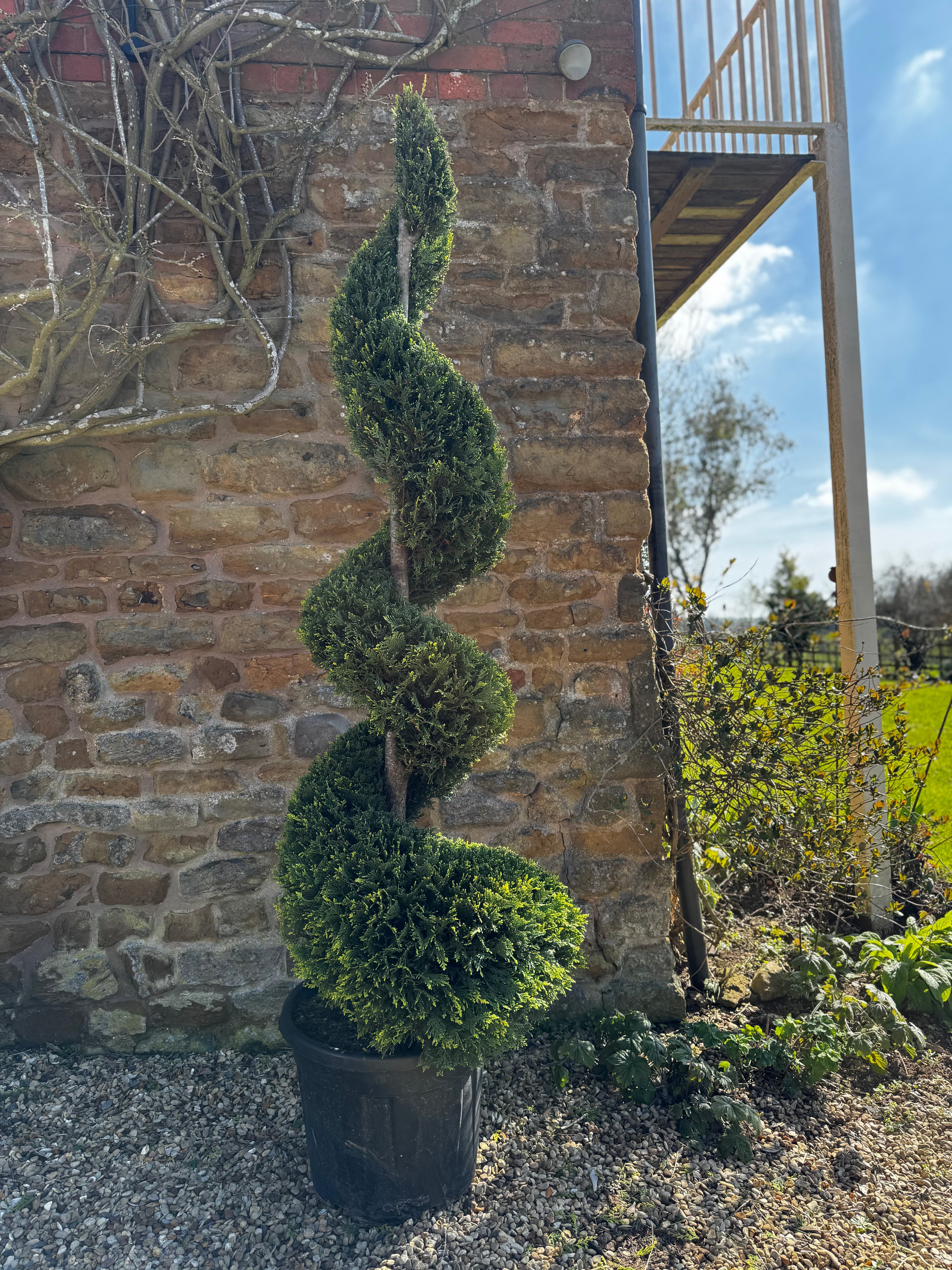 Twisted topiary plant in a pot against a brick wall with a garden background