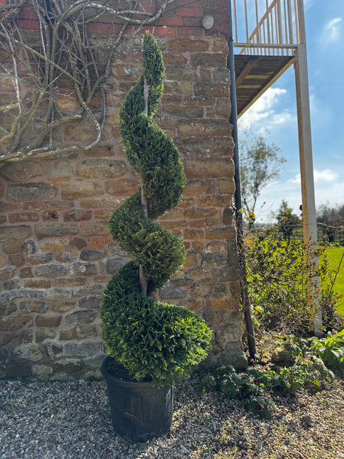 Twisted topiary plant in a pot against a brick wall with a garden background