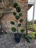 1.8m Castlewellan Gold Pom Pom Topiary – Golden Evergreen Cloud Tree I.D No 2603