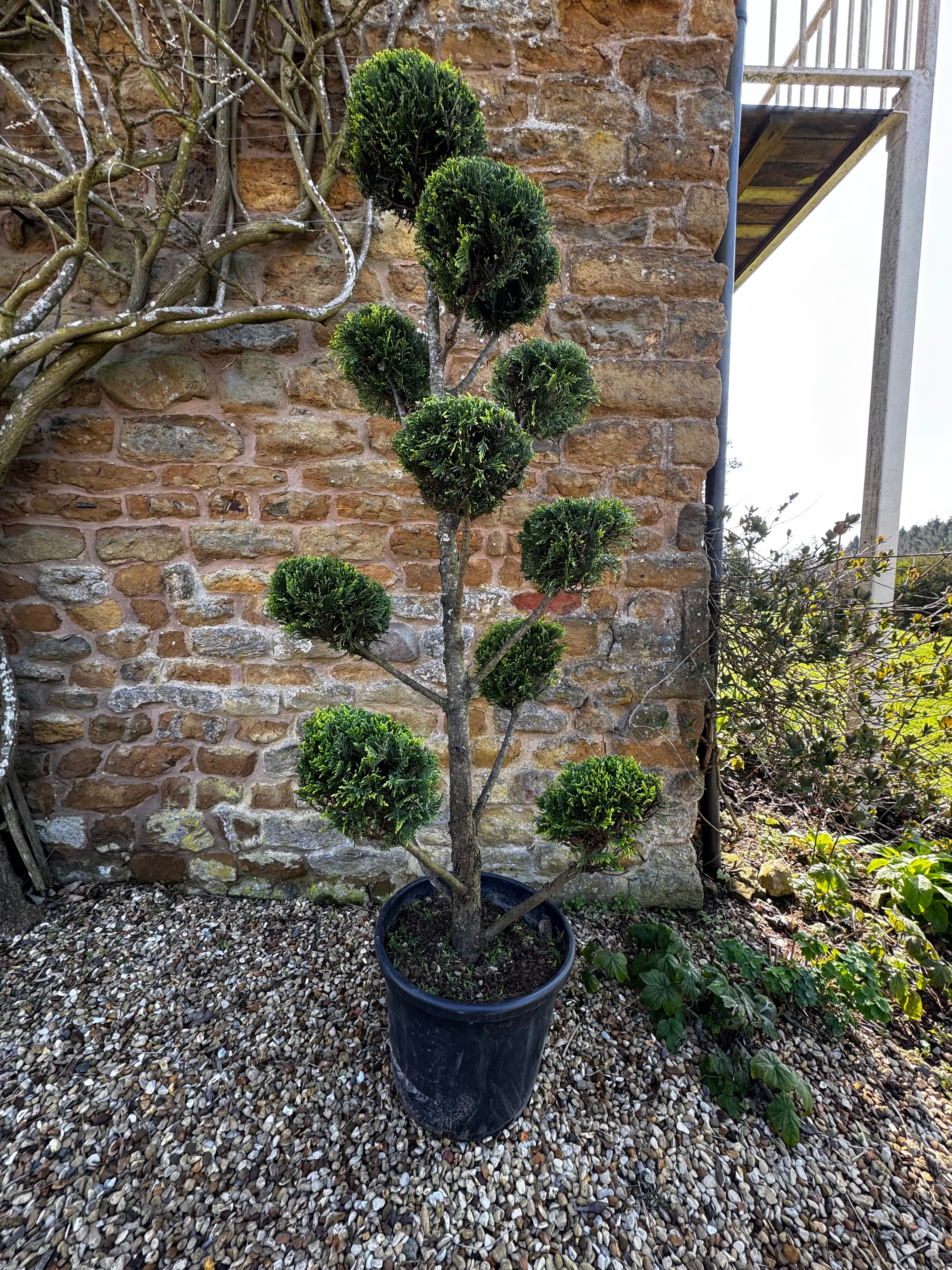1.8m Castlewellan Gold Pom Pom Topiary – Golden Evergreen Cloud Tree I.D No 2603