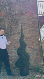 1.8m English Yew Spiral (Taxus baccata) – Classic Evergreen Topiary ID no. 2601