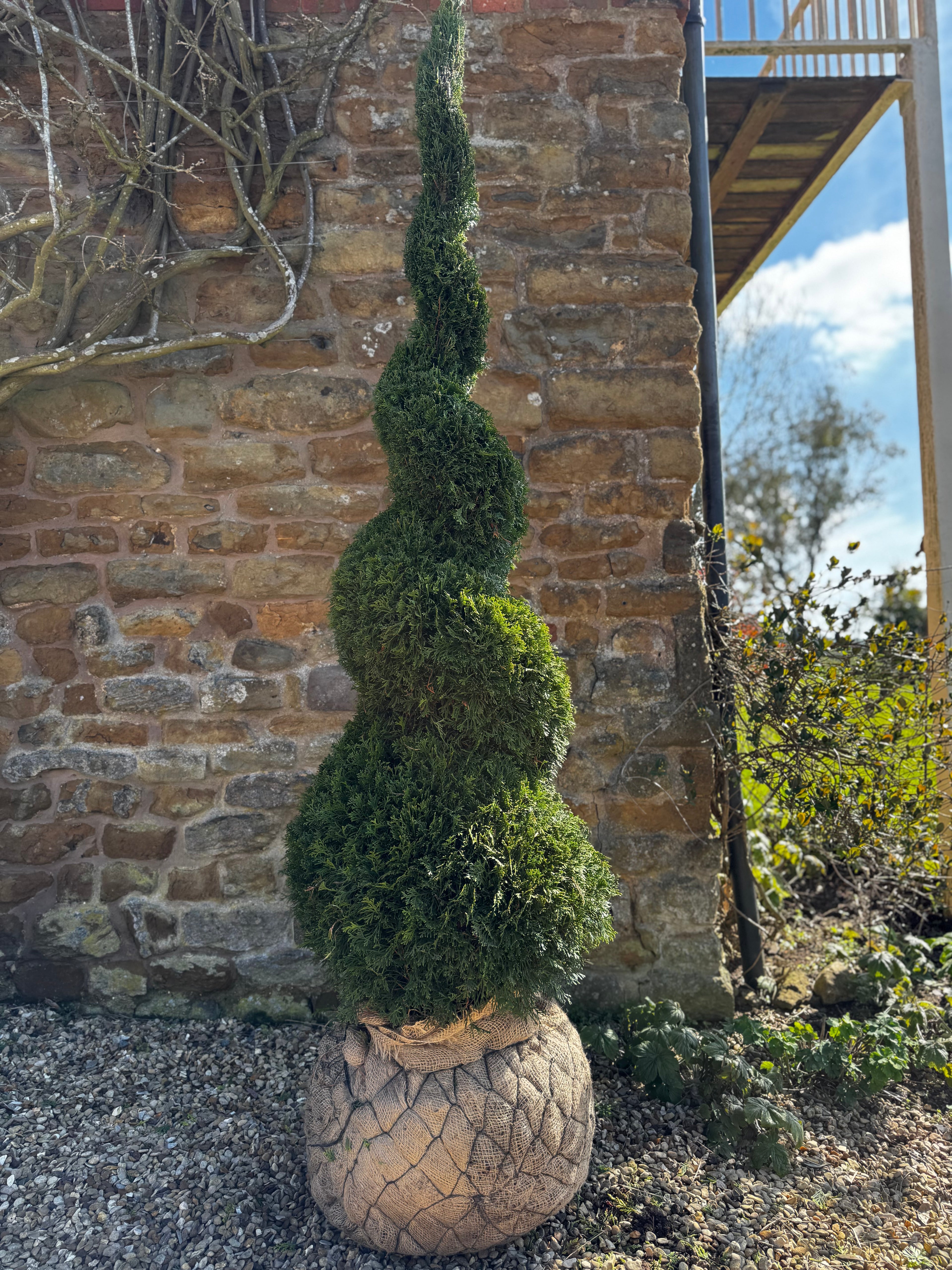 Twisted conifer topiary against a stone wall