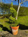 Potted conifer plant on a stone ledge with a garden background