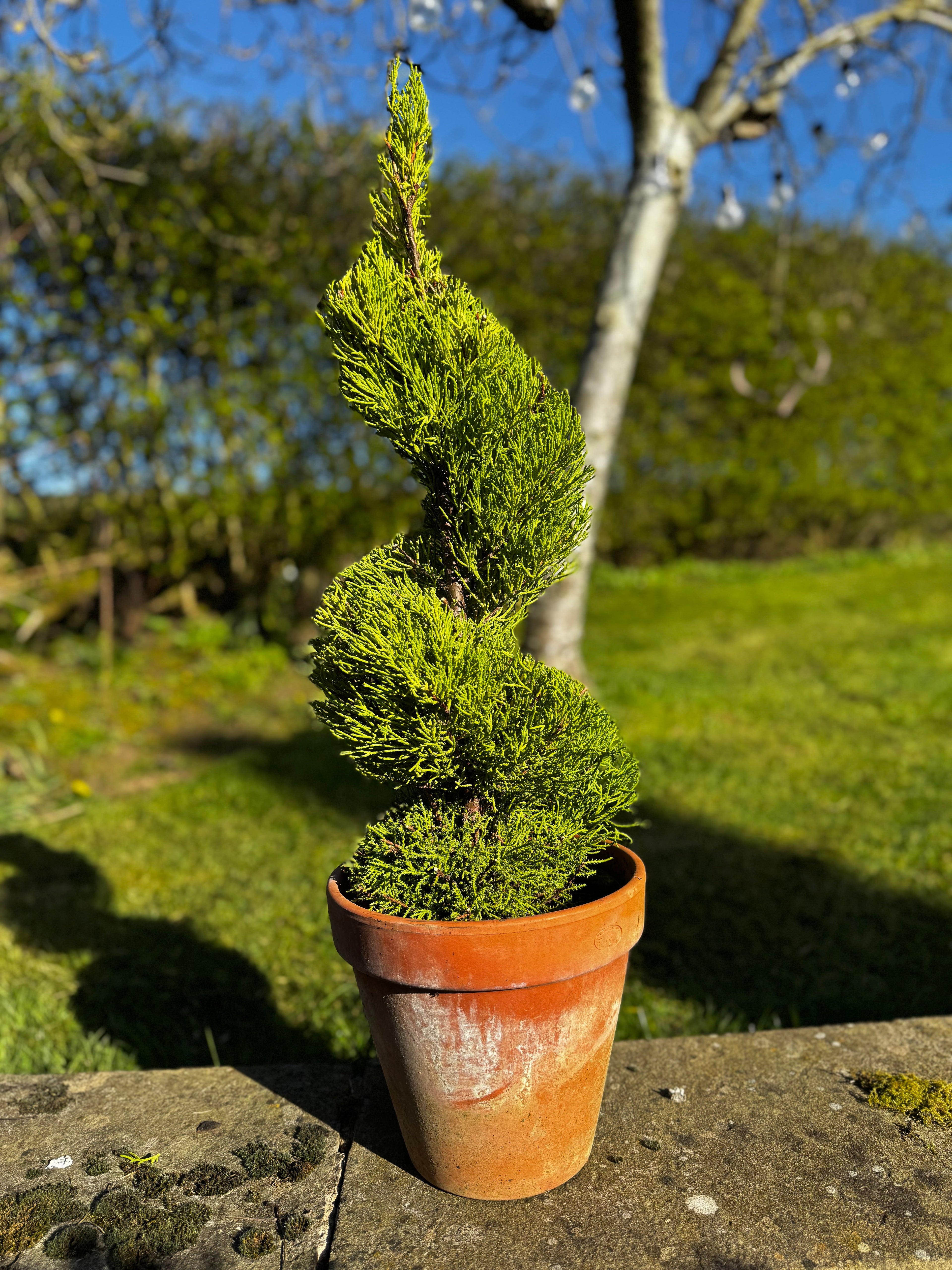 Potted conifer plant on a stone ledge with a garden background