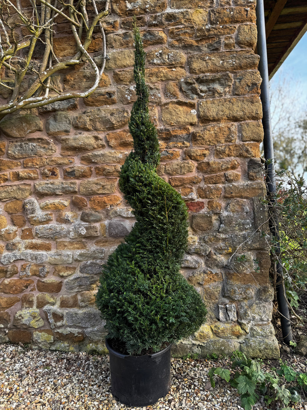 Twisted conifer topiary in a pot against a stone wall.