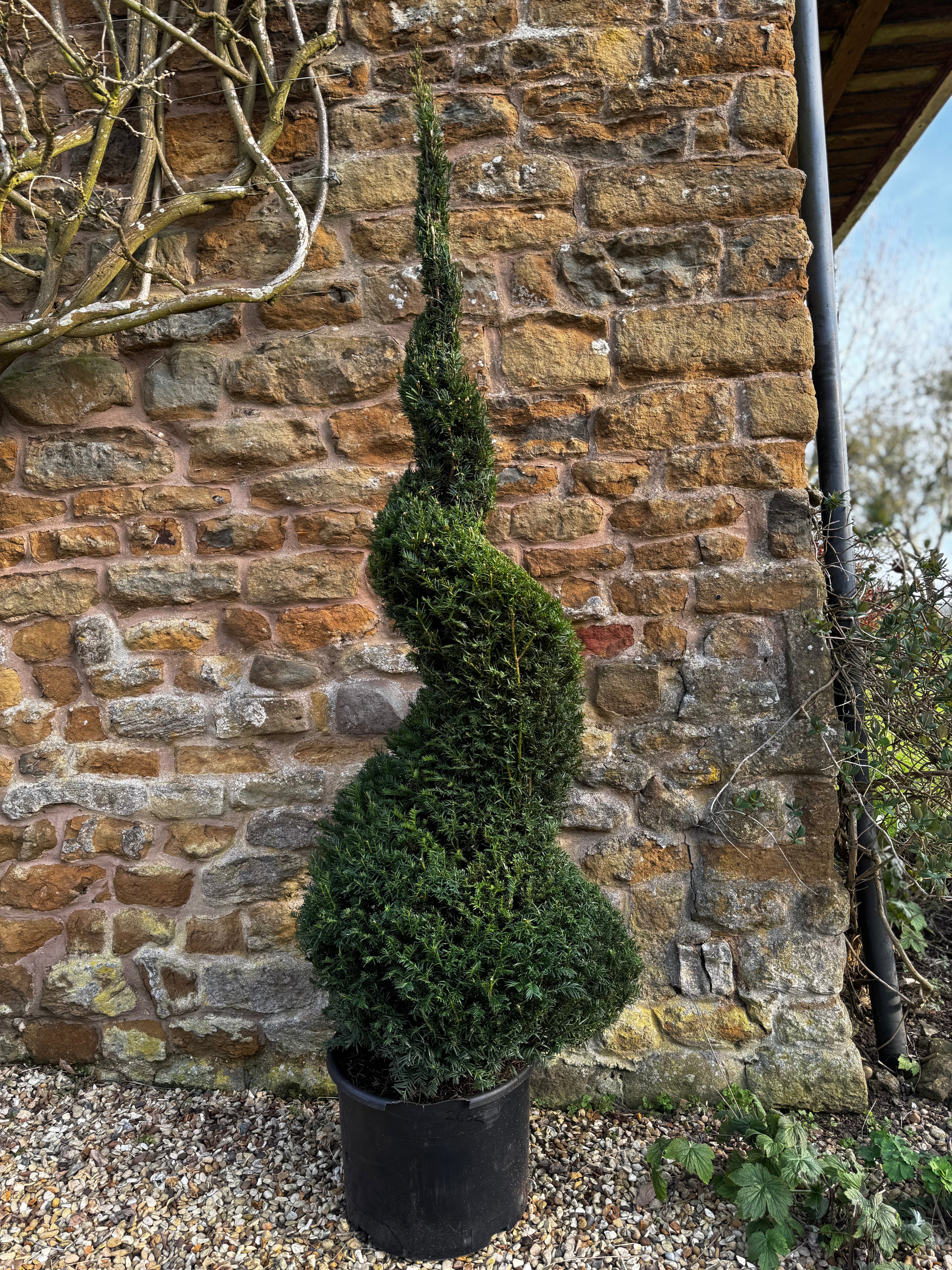 Twisted conifer topiary in a pot against a stone wall.